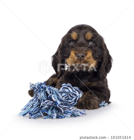 English Cockerspaniel puppy on white background English Cockerspaniel puppy on white background 101051814