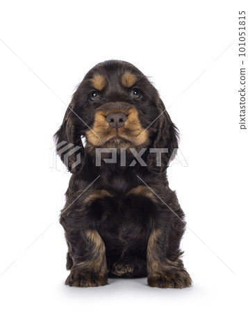 English Cockerspaniel puppy on white background 101051815