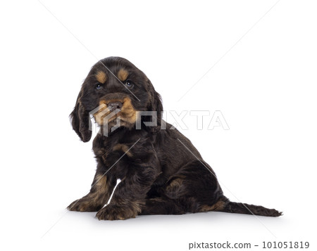 English Cockerspaniel puppy on white background English Cockerspaniel puppy on white background 101051819