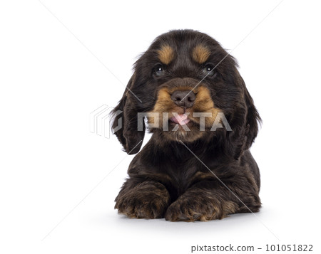 English Cockerspaniel puppy on white background English Cockerspaniel puppy on white background 101051822