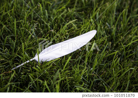 White feather pen on grass White feather pen on grass 101051870