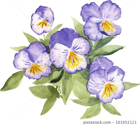 用透明水彩繪製的紫色三色堇（水彩插圖） 101052121