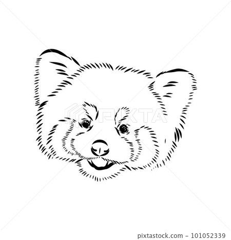 Cute red panda. Cartoon animal design. Vector illustration isolated on white background. Red panda label. Black and white linear paint drawn. Tattoo design. 101052339