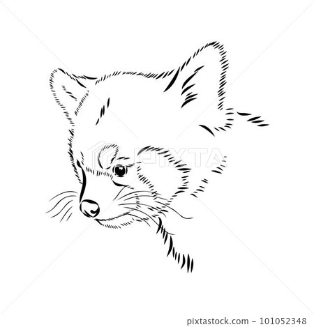 Cute cartoon Red Panda stock vector. Illustration of mammal - 230664380