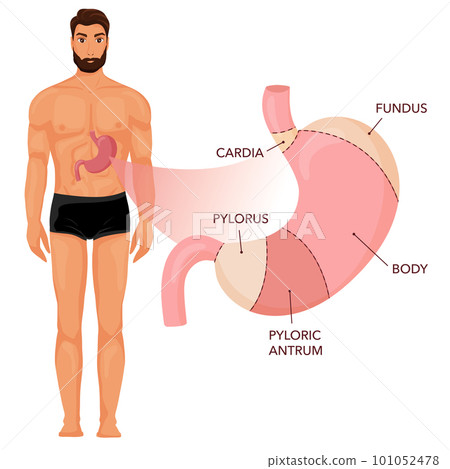 Stomach anatomy diagram with human body Stomach anatomy diagram with human body 101052478