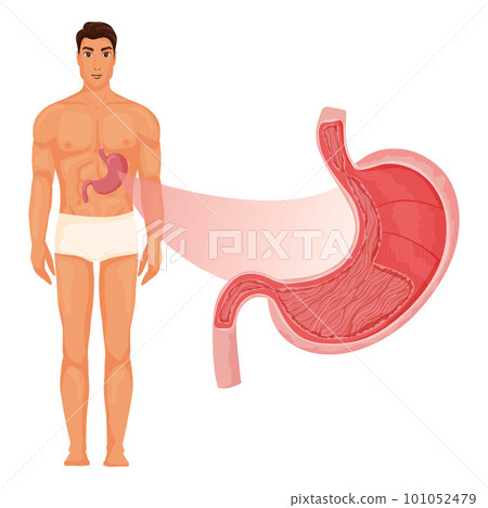 Stomach inside with human body Stomach inside with human body 101052479