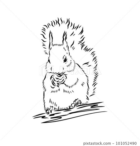 Hand drawn squirrel. Retro realistic animal isolated. Vintage style. Doodle line graphic design. Black and white drawing mammal. Vector sketch. Christmas animal. 101052490