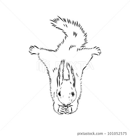 Hand drawn squirrel. Retro realistic animal isolated. Vintage style. Doodle line graphic design. Black and white drawing mammal. Vector sketch. Christmas animal. Hand drawn squirrel. Retro realistic animal isolated. Vintage style. Doodle line graphic design. Black and white drawing mammal. Vector sketch. Christmas animal. 101052575