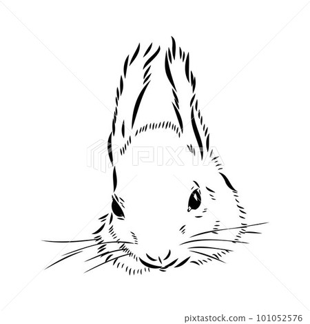Hand drawn squirrel. Retro realistic animal isolated. Vintage style. Doodle line graphic design. Black and white drawing mammal. Vector sketch. Christmas animal. Hand drawn squirrel. Retro realistic animal isolated. Vintage style. Doodle line graphic design. Black and white drawing mammal. Vector sketch. Christmas animal. 101052576