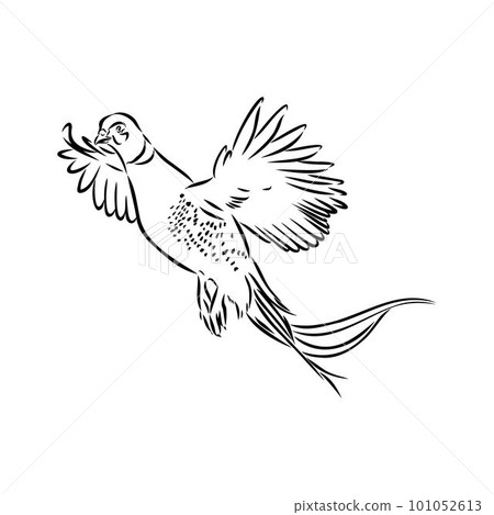 Hand drawn of an pheasant, sketch. Vector illustration isolated on a white background. Hand drawn of an pheasant, sketch. Vector illustration isolated on a white background. 101052613