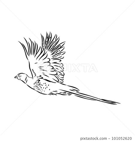 Hand drawn of an pheasant, sketch. Vector illustration isolated on a white background. Hand drawn of an pheasant, sketch. Vector illustration isolated on a white background. 101052620