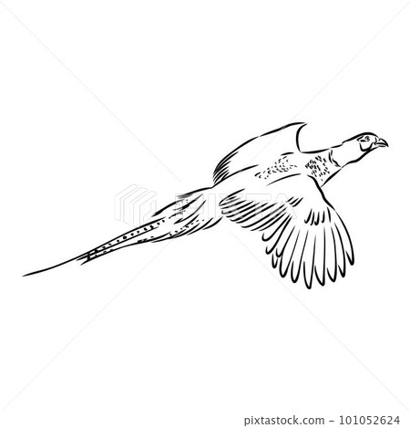 Hand drawn of an pheasant, sketch. Vector illustration isolated on a white background. Hand drawn of an pheasant, sketch. Vector illustration isolated on a white background. 101052624