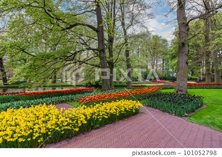 Tulip flower bulb field in garden, spring season in Lisse near Amsterdam Netherlands 101052798