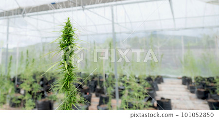Green Hemp marijuana or cannabis leaves in the hydroponic water drop system garden farm, Herbs for alternative treatment 101052850