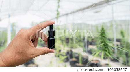 hand holding cannabis extract at green Hemp marijuana or cannabis leaves in the hydroponic water drop system garden farm, Herbs for alternative treatment 101052857
