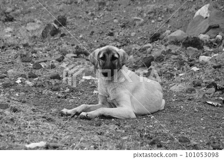 View of a homeless dog lying among stones in Turkey View of a homeless dog lying among stones in Turkey 101053098