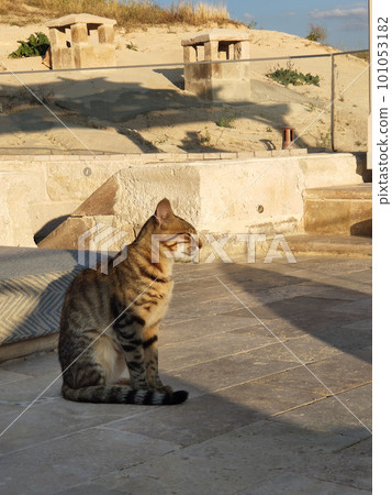 Striped cat on stone terrace of a cave hotel in Cappadocia Striped cat on stone terrace of a cave hotel in Cappadocia 101053182