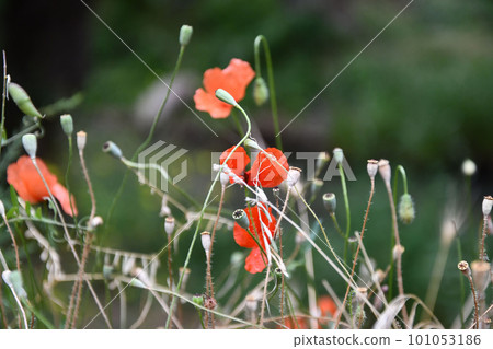Closeup shot of the red poppies in the Ihlara valley in Aksaray, Central Anatolia, Turkey 101053186