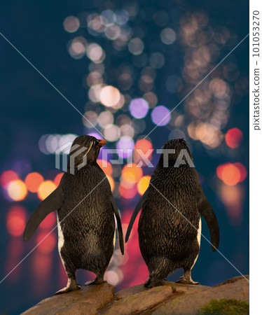 Couple of Rockhopper penguins watching city lights 101053270