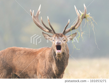 Red deer stag calling during the rut in autumn Red deer stag calling during the rut in autumn 101053271
