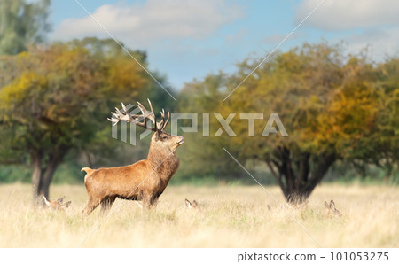 Red deer stag guarding hinds during the rutting season in autumn Red deer stag guarding hinds during the rutting season in autumn 101053275
