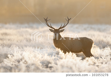 Red deer stag standing on a frosted grass in winter 101053278