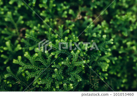 Close up look on a selaginella kraussiana also known as Krauss' spikemoss, Krauss's clubmoss or African clubmoss in a botanical garden, nature background Close up look on a selaginella kraussiana also known as Krauss' spikemoss, Krauss's clubmoss or African clubmoss in a botanical garden, nature background 101053460