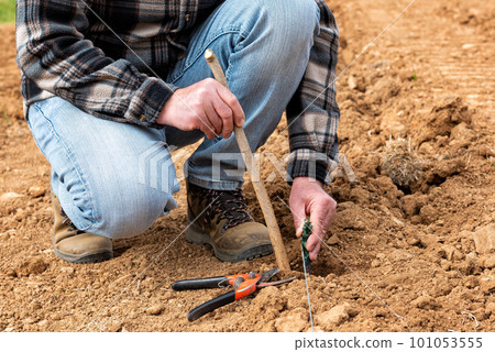 Farmer plants new vines in the vineyard. Agriculture. Farmer plants new vines in the vineyard. Agriculture. 101053555