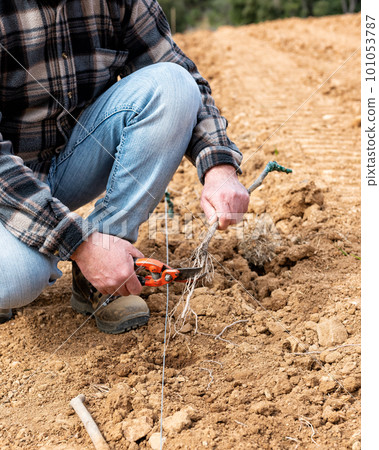Farmer plants new vines in the vineyard. Agriculture. Farmer plants new vines in the vineyard. Agriculture. 101053787