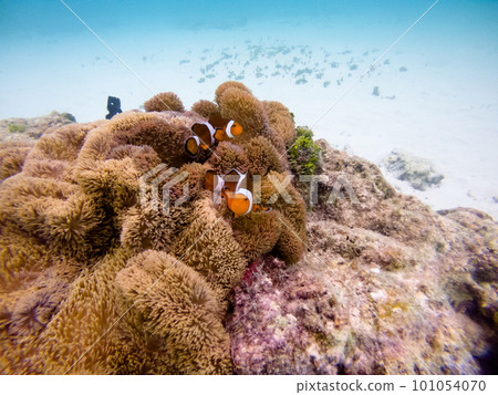 波照間島的小丑魚和海葵 101054070