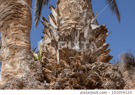 Detail of a palm tree trunk, Fuerteventura 101054124