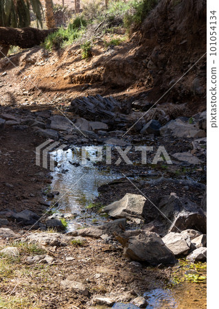 River in an oasis, Fuerteventura, Spain River in an oasis, Fuerteventura, Spain 101054134
