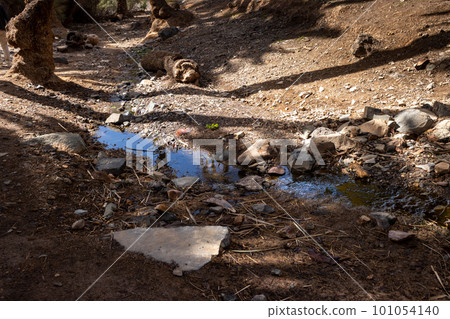 River in an oasis, Fuerteventura, Spain River in an oasis, Fuerteventura, Spain 101054140