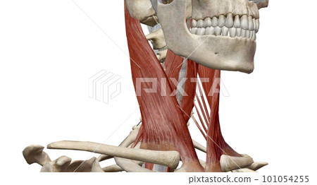 The scalene muscles help with neck flexion and side bending. The scalene muscles help with neck flexion and side bending. 101054255