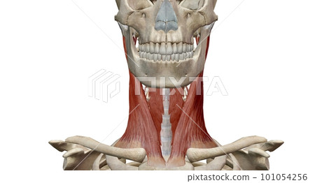 The scalene muscles help with neck flexion and side bending. The scalene muscles help with neck flexion and side bending. 101054256