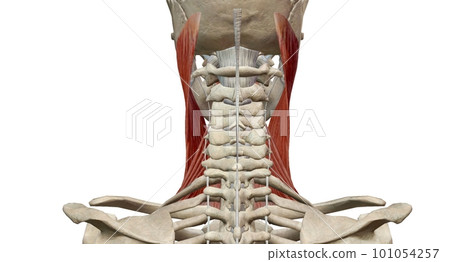 The scalene muscles help with neck flexion and side bending. 101054257