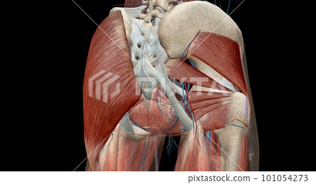 The hip is the joint between the hip, thigh, and pelvis bones. The hip is the joint between the hip, thigh, and pelvis bones. 101054273