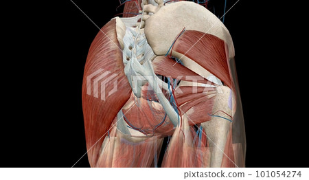 The hip is the joint between the hip, thigh, and pelvis bones. 101054274
