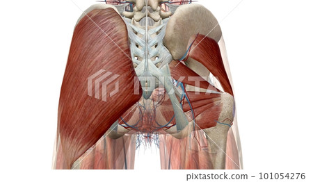 The hip is the joint between the hip, thigh, and pelvis bones. The hip is the joint between the hip, thigh, and pelvis bones. 101054276