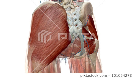 The hip is the joint between the hip, thigh, and pelvis bones. The hip is the joint between the hip, thigh, and pelvis bones. 101054278