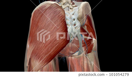 The hip is the joint between the hip, thigh, and pelvis bones. The hip is the joint between the hip, thigh, and pelvis bones. 101054279