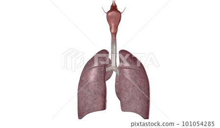 The respiratory system is the network of organs and tissues that help you breathe. 101054285