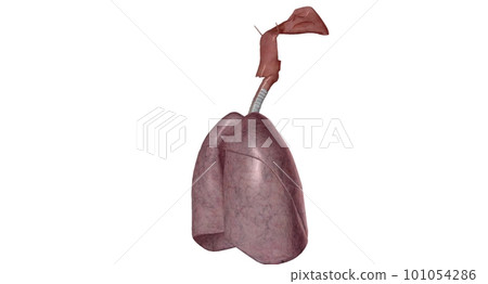 The respiratory system is the network of organs and tissues that help you breathe. The respiratory system is the network of organs and tissues that help you breathe. 101054286