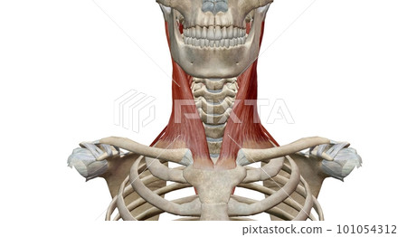 Lateral flexion involves bending a body part, mainly your torso and neck, sideways. 101054312