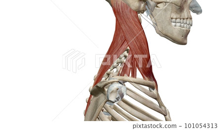 Lateral flexion involves bending a body part, mainly your torso and neck, sideways. 101054313