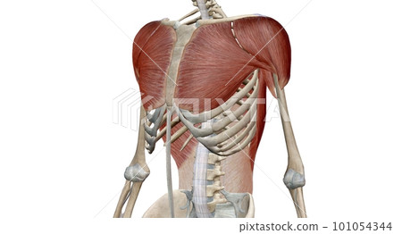 The Chest and Shoulder muscles The Chest and Shoulder muscles 101054344