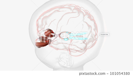 Normal Visual Pathway with Eye Movement 101054380
