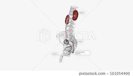 The urinary system consists of the kidneys, ureters, and urethra. 101054400