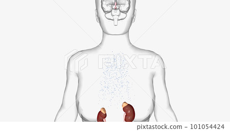 The Addison's Disease, Pituitary Gland 101054424