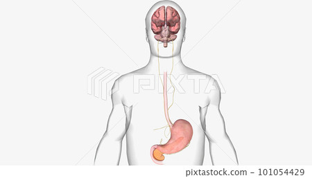 In patients with diabetes, high levels of glucose can lead to nerve damage, this is called diabetic neuropathy 101054429